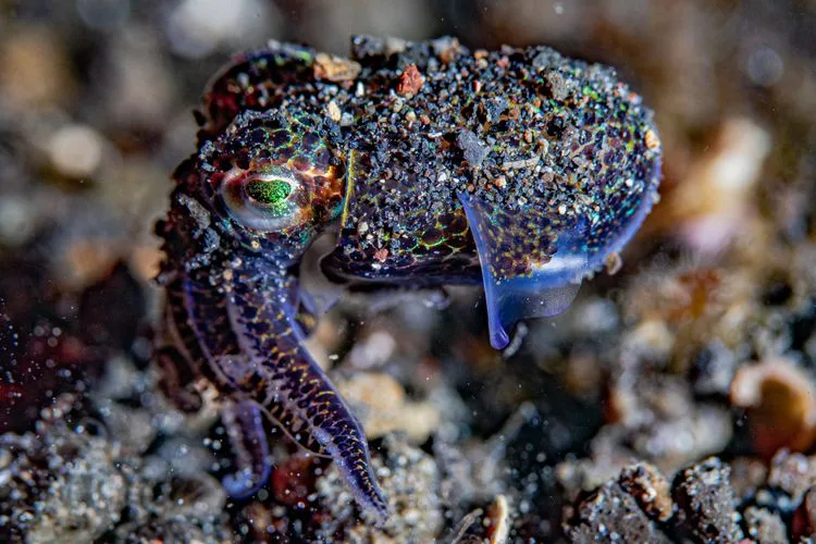 An Ocean impact-driven content — The Ocean impact-driven agency · screenshot 1 of 4