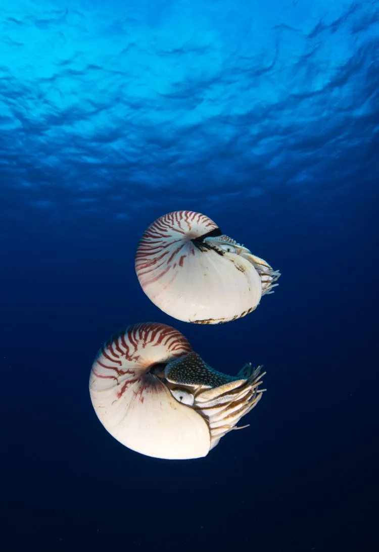 An Ocean impact-driven content — The Ocean impact-driven agency · screenshot 4 of 4